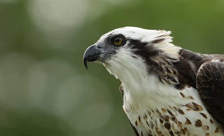Ống kính Sony FE 400-800mm F6.3-8 G OSS