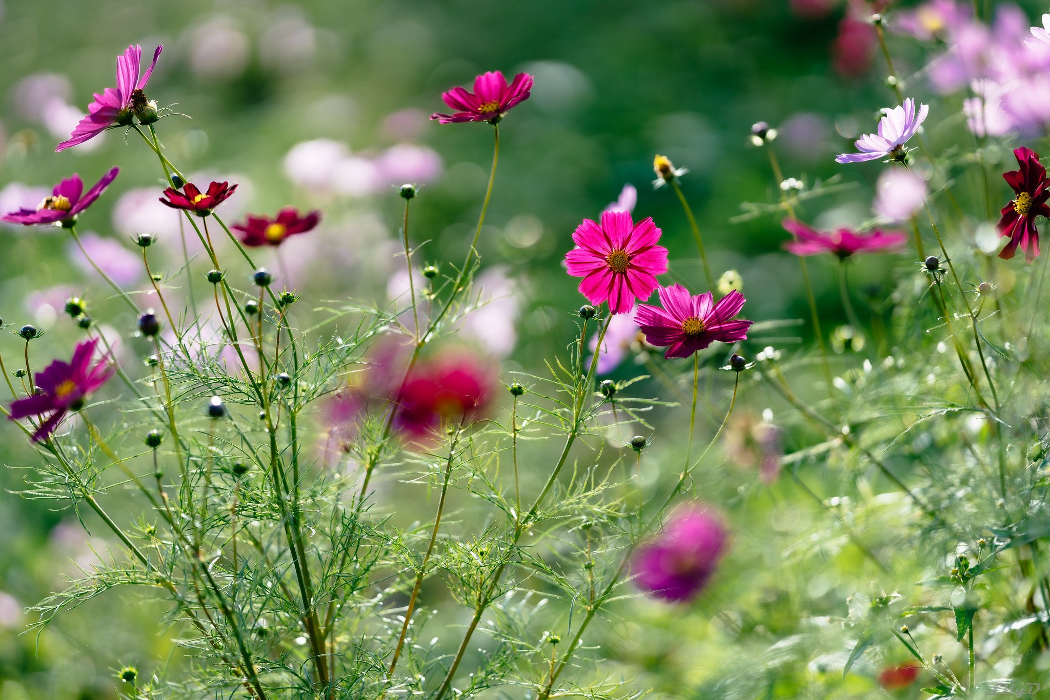 Ống kính Sony FE 135mm f/1.8 GM