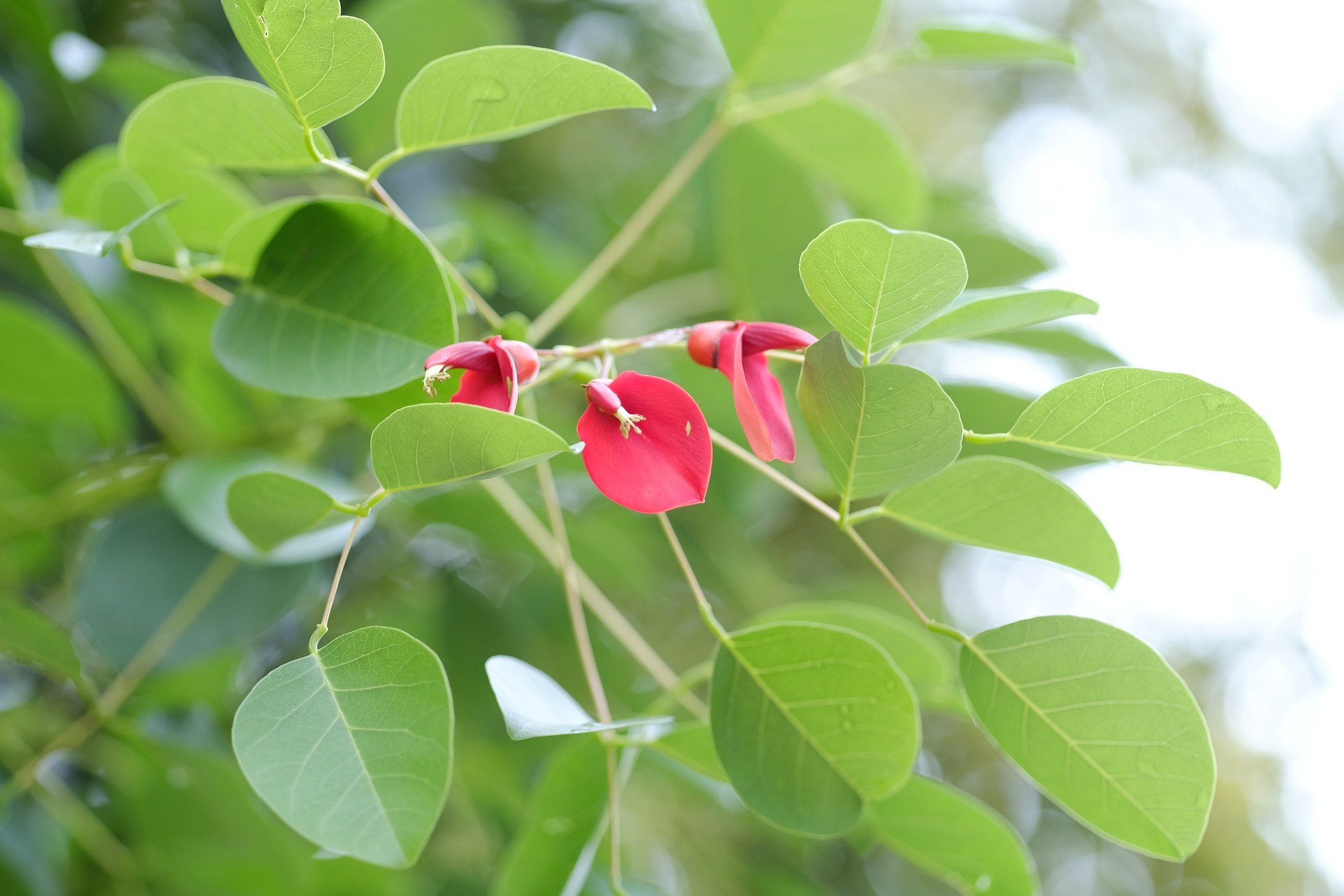 Ống kính Fujifilm XF 90mm f/2 R LM WR