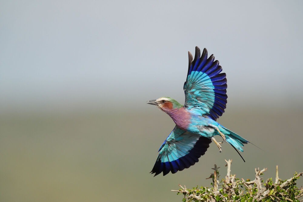 Máy ảnh Sony A9 III