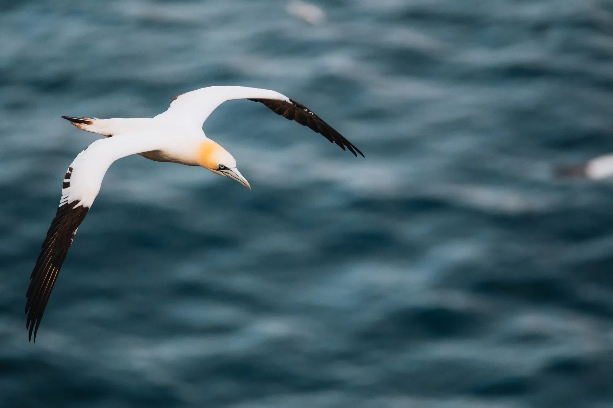 Ống Kính Fujifilm XF 500mm F5.6 R LM OIS WR