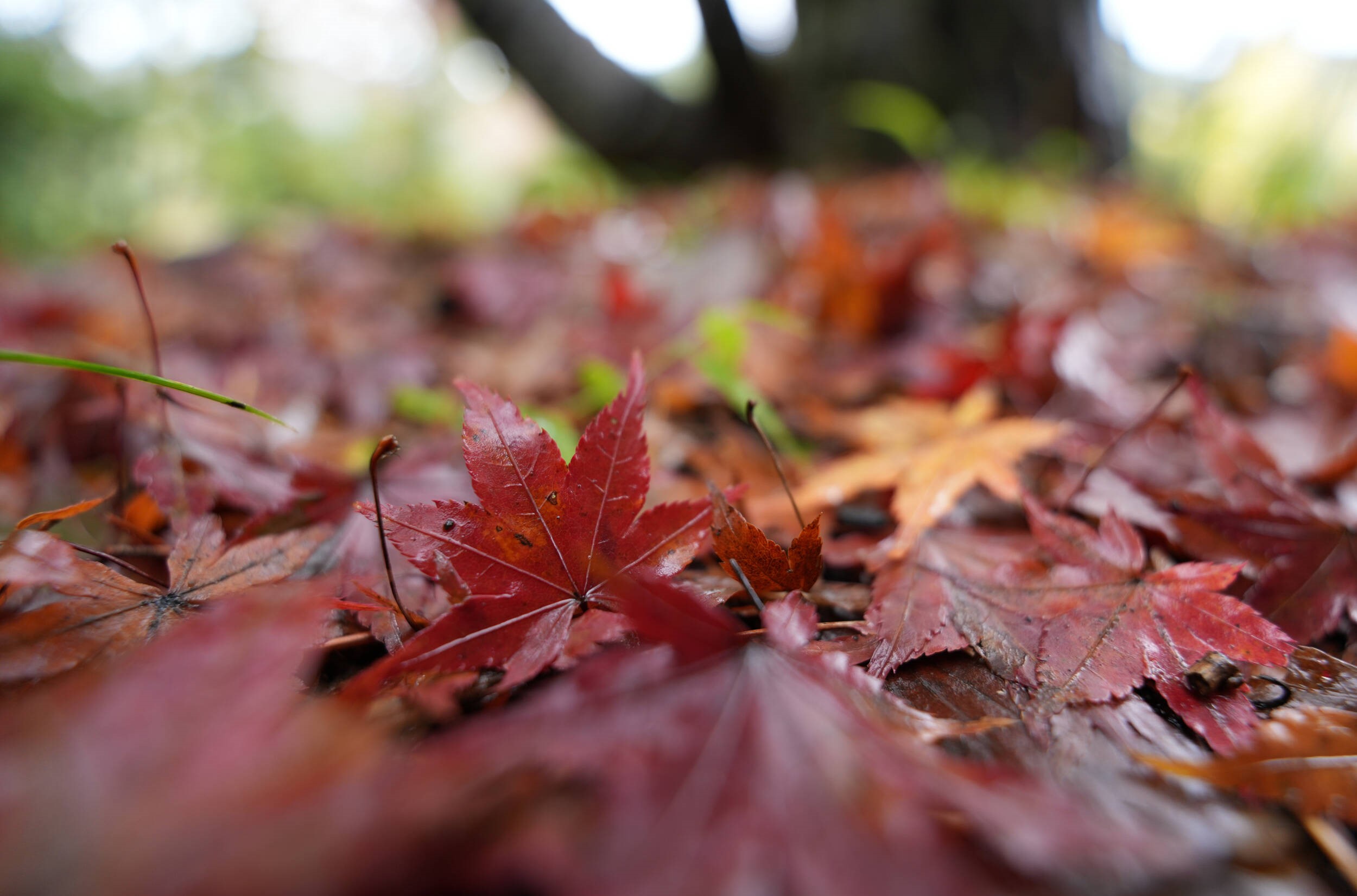 Ống Kính Sony FE 16-25mm f/2.8 G