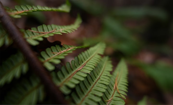 Ống kính Sony FE 16mm f/1.8 G