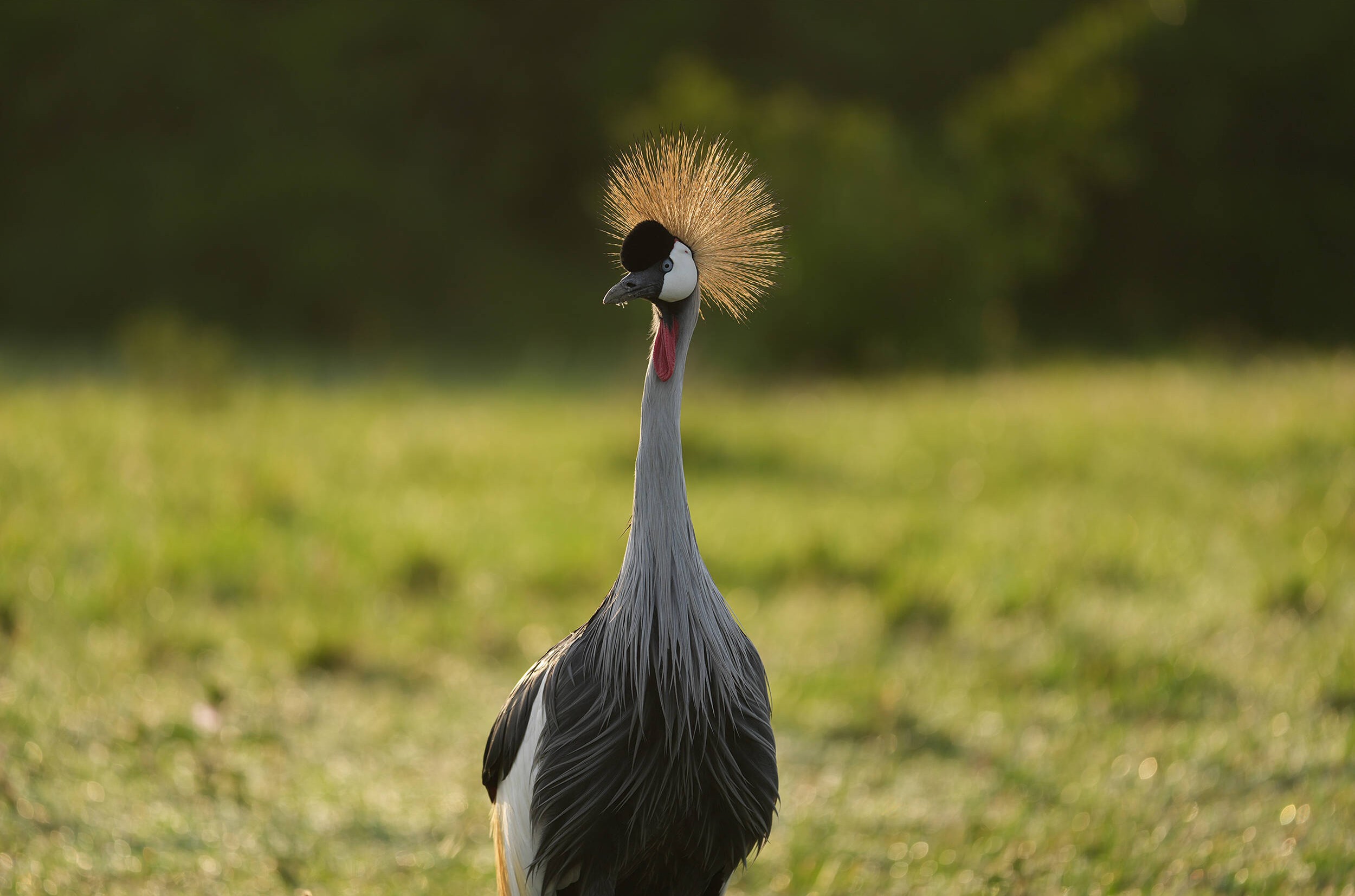 Ống kính Sony FE 100-400mm F4.5 GM OSS / SEL100400MCQSYX