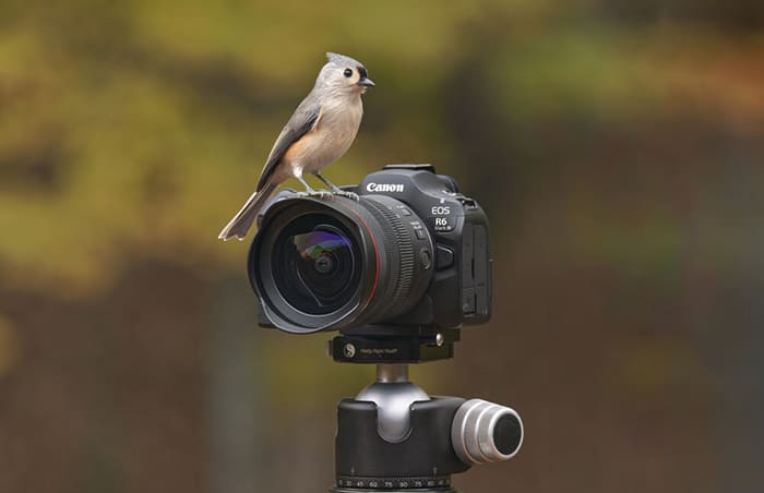 Máy ảnh Canon EOS R6 III