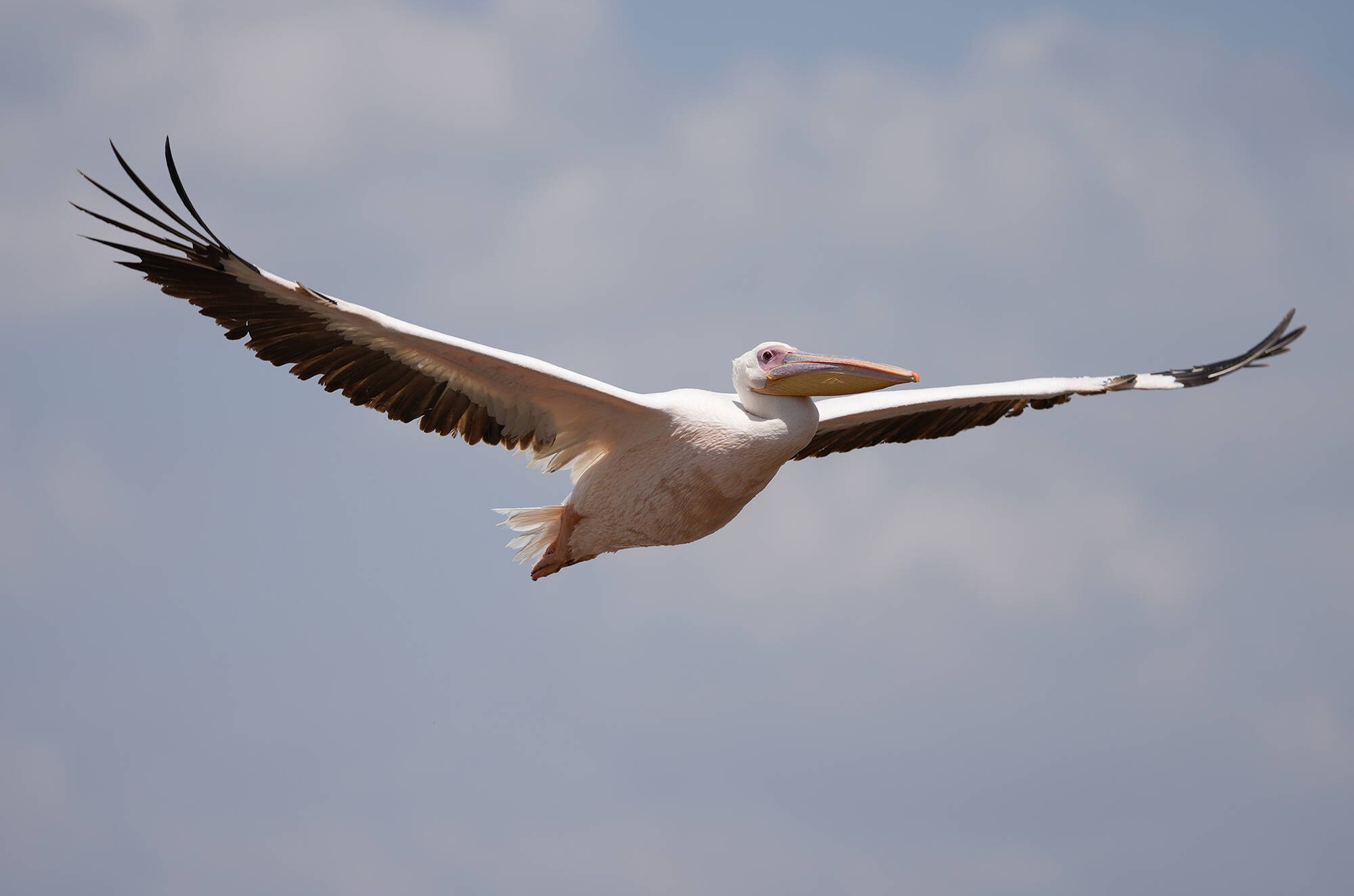 Ống kính Sony FE 100-400mm F4.5 GM OSS / SEL100400MCQSYX