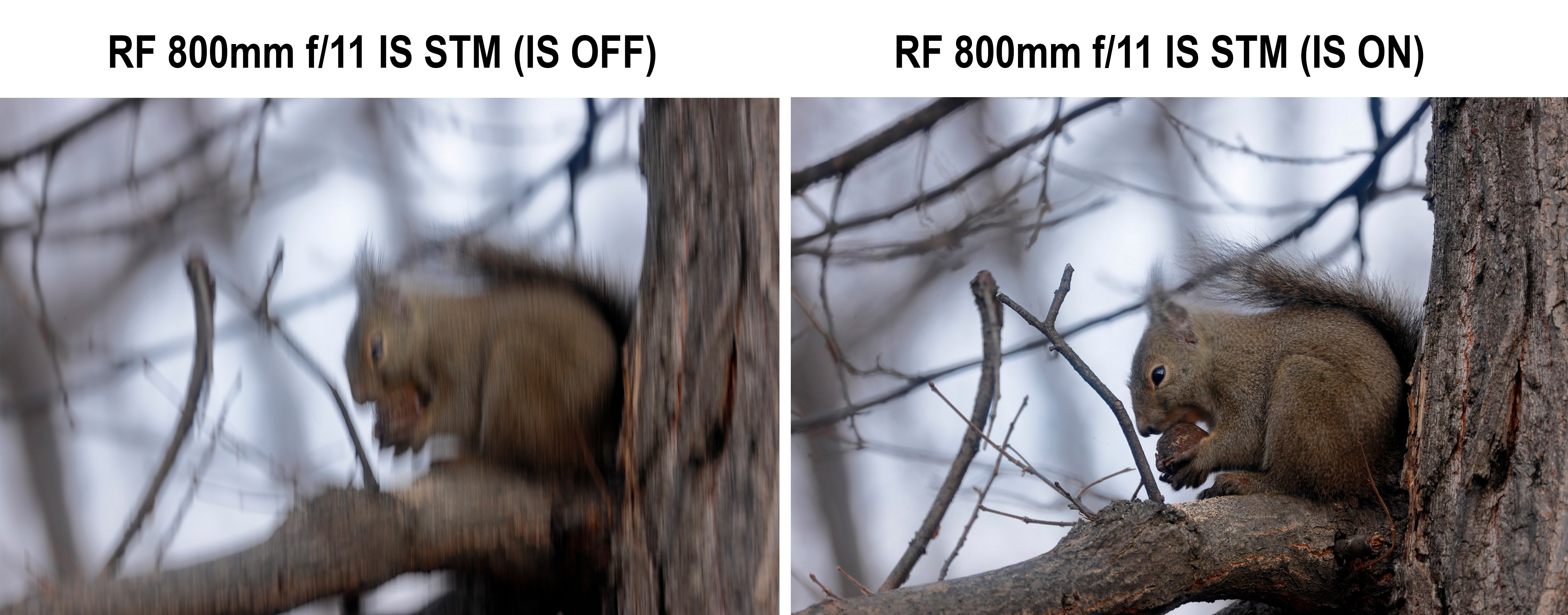 Ống kính Canon RF 800mm f/11 IS STM